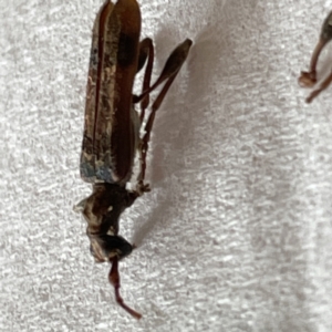 Tessaromma undatum at Surf Beach, NSW - 20 May 2023 02:03 PM