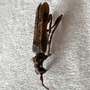 Tessaromma undatum at Surf Beach, NSW - 20 May 2023 02:03 PM