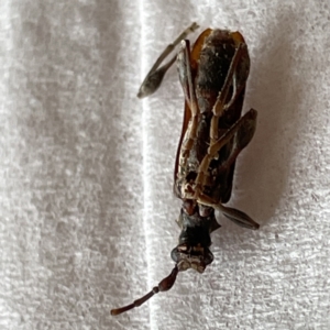 Tessaromma undatum at Surf Beach, NSW - 20 May 2023 02:03 PM