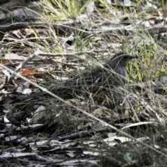 Cinclosoma punctatum (Spotted Quail-thrush) at High Range, NSW - 22 May 2023 by GlossyGal