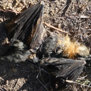 Pteropus poliocephalus at Queanbeyan West, NSW - 22 May 2023