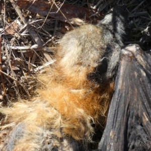 Pteropus poliocephalus at Queanbeyan West, NSW - 22 May 2023