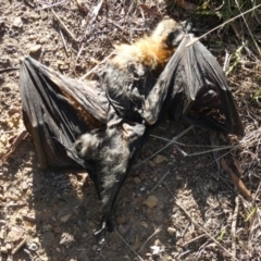 Pteropus poliocephalus at Queanbeyan West, NSW - 22 May 2023