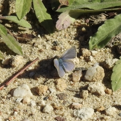 Zizina otis (Common Grass-Blue) at Wingecarribee Local Government Area - 22 May 2023 by GlossyGal