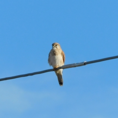 Falco cenchroides (Nankeen Kestrel) at Jerrabomberra, ACT - 22 May 2023 by CallumBraeRuralProperty