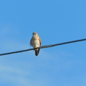 Falco cenchroides at Jerrabomberra, ACT - 22 May 2023 04:52 PM