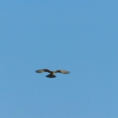 Falco cenchroides at Jerrabomberra, ACT - 22 May 2023 04:52 PM