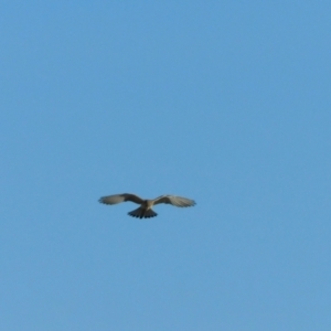 Falco cenchroides at Jerrabomberra, ACT - 22 May 2023