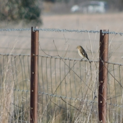 Petroica phoenicea (Flame Robin) at Jerrabomberra, ACT - 22 May 2023 by CallumBraeRuralProperty