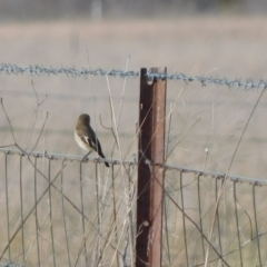 Petroica phoenicea at Jerrabomberra, ACT - 22 May 2023