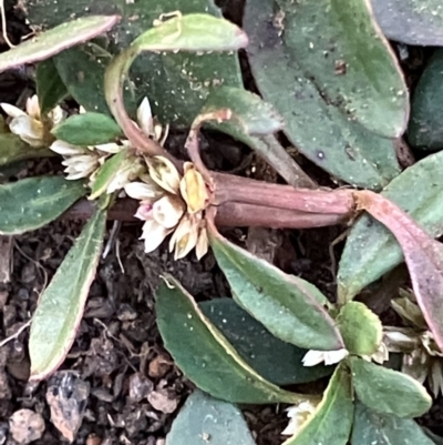 Alternanthera denticulata at Suttons Dam - 19 May 2023 by KL