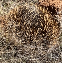 Tachyglossus aculeatus (Short-beaked Echidna) at Fentons Creek, VIC - 18 May 2023 by KL