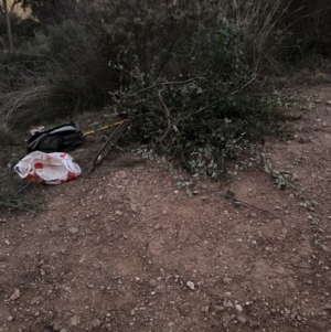 Cotoneaster glaucophyllus at Bruce, ACT - 22 May 2023 05:21 PM