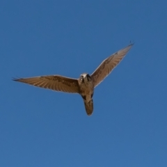 Falco berigora (Brown Falcon) at Booth, ACT - 22 May 2023 by ReeniRooMartinez