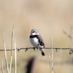 Stagonopleura guttata (Diamond Firetail) at Booth, ACT - 22 May 2023 by ReeniRooMartinez