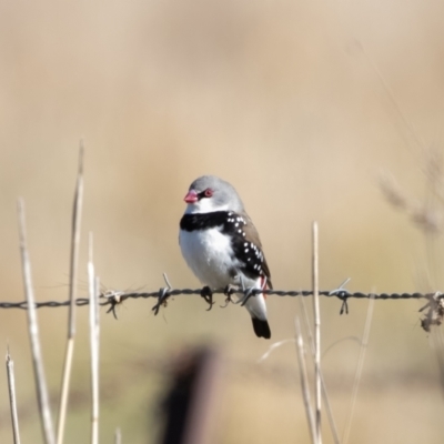 Stagonopleura guttata (Diamond Firetail) at Booth, ACT - 22 May 2023 by ReeniRoo