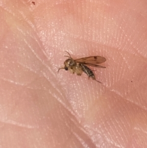 Mycetophilidae (family) at Aranda, ACT - 22 May 2023