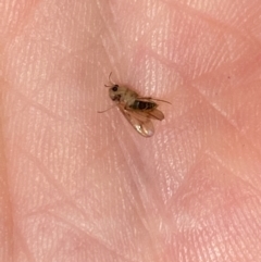 Mycetophilidae (family) at Aranda, ACT - 22 May 2023 07:05 PM