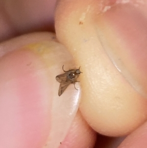 Mycetophilidae (family) at Aranda, ACT - 22 May 2023 07:05 PM