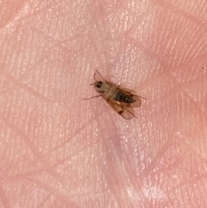 Mycetophilidae (family) at Aranda, ACT - 22 May 2023 07:05 PM