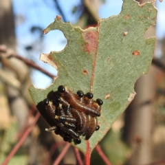 Unidentified Sawfly (Hymenoptera, Symphyta) at Stromlo, ACT - 22 May 2023 by HelenCross