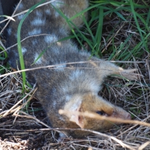 Dasyurus viverrinus at Throsby, ACT - 14 Apr 2023 10:00 AM