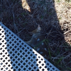 Dasyurus viverrinus at Throsby, ACT - 14 Apr 2023 10:00 AM