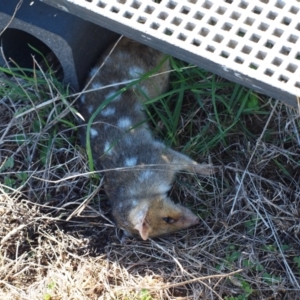 Dasyurus viverrinus at Throsby, ACT - 14 Apr 2023 10:00 AM