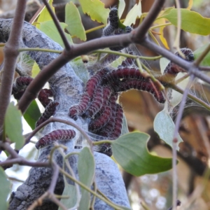 Delias harpalyce at Stromlo, ACT - 22 May 2023