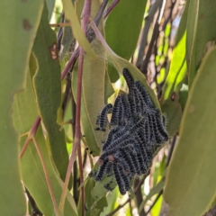 Delias harpalyce (Imperial Jezebel) at Stromlo, ACT - 22 May 2023 by HelenCross