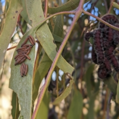 Delias harpalyce at Stromlo, ACT - 22 May 2023