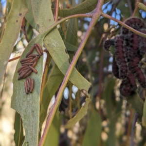 Delias harpalyce at Stromlo, ACT - 22 May 2023 02:55 PM