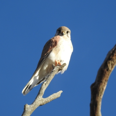 Falco cenchroides (Nankeen Kestrel) at Lions Youth Haven - Westwood Farm A.C.T. - 22 May 2023 by HelenCross