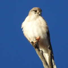Falco cenchroides at Stromlo, ACT - 22 May 2023