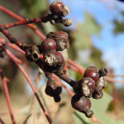 Eucalyptus insect gall at Lions Youth Haven - Westwood Farm A.C.T. - 22 May 2023 by HelenCross