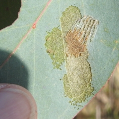 Uraba lugens (Gumleaf Skeletonizer) at Lions Youth Haven - Westwood Farm A.C.T. - 21 May 2023 by HelenCross