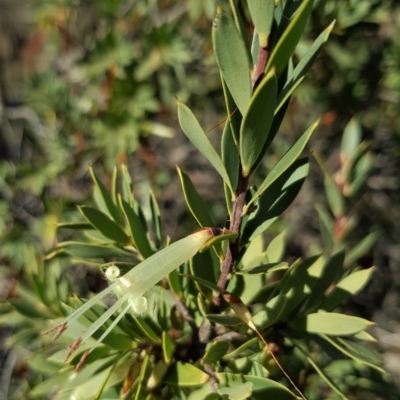 Styphelia triflora (Five-corners) at Watson, ACT - 22 May 2023 by HappyWanderer