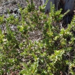 Styphelia triflora at Watson, ACT - 22 May 2023