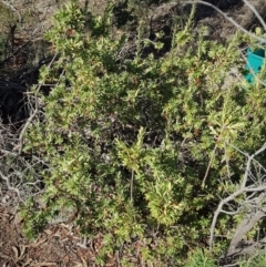 Styphelia triflora at Watson, ACT - 22 May 2023