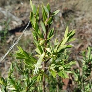 Styphelia triflora at Watson, ACT - 22 May 2023 12:22 PM