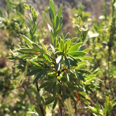 Styphelia triflora (Five-corners) at Mount Majura - 22 May 2023 by HappyWanderer