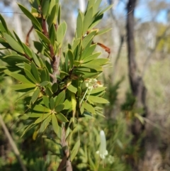 Styphelia triflora (Five-corners) at Watson, ACT - 22 May 2023 by HappyWanderer