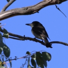 Cracticus torquatus (Grey Butcherbird) at Fyshwick, ACT - 22 May 2023 by RodDeb