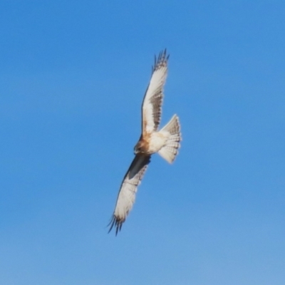 Hieraaetus morphnoides (Little Eagle) by RodDeb