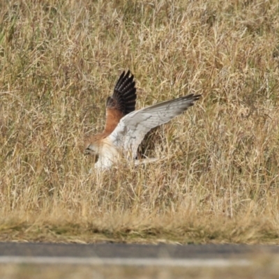 Falco cenchroides (Nankeen Kestrel) at Fyshwick, ACT - 22 May 2023 by RodDeb