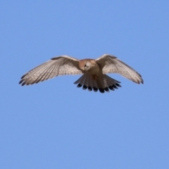 Falco cenchroides at Fyshwick, ACT - 22 May 2023