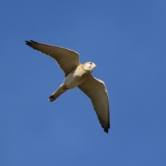 Falco cenchroides at Fyshwick, ACT - 22 May 2023