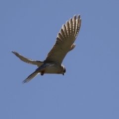 Falco cenchroides at Fyshwick, ACT - 22 May 2023