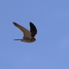 Falco cenchroides at Fyshwick, ACT - 22 May 2023