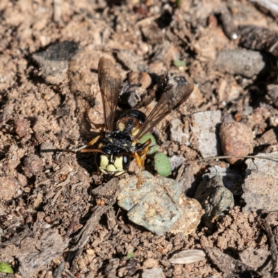 Cerceris sp. (genus) (Unidentified Cerceris wasp) at Higgins Woodland - 14 May 2023 by Untidy